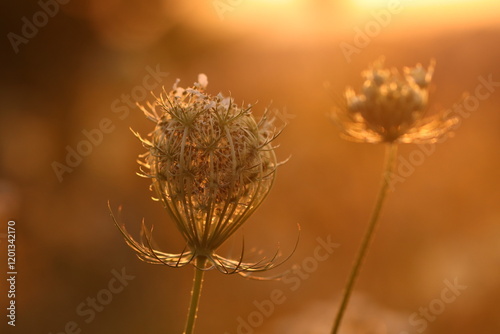 fiori di carota selvatica al tramonto in estate