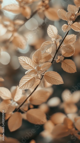 Delicate pink and red leaves on a thin branch in soft focus during gentle day...