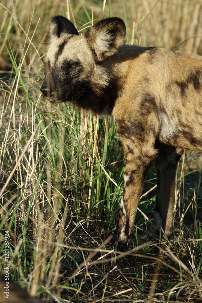 African Wild Dog in the Okavango Delta, a pack on the hunt African Wild Dog in the Okavango Delta, a pack on the hunt