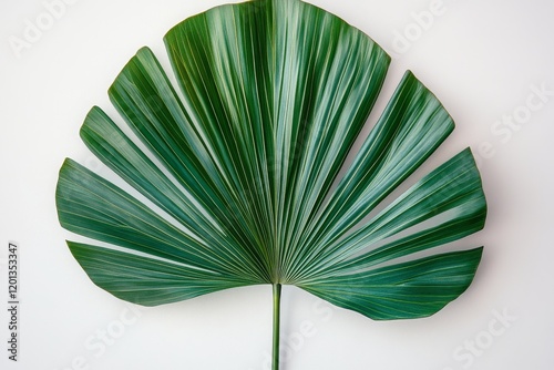 Large green monstera leaf displayed on a white background highlighting its un...