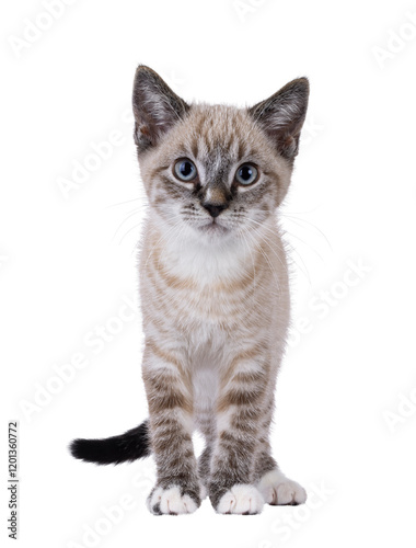 Obraz na plátně Cute house cat kitten, with tabby point pattern, standing up facing front
