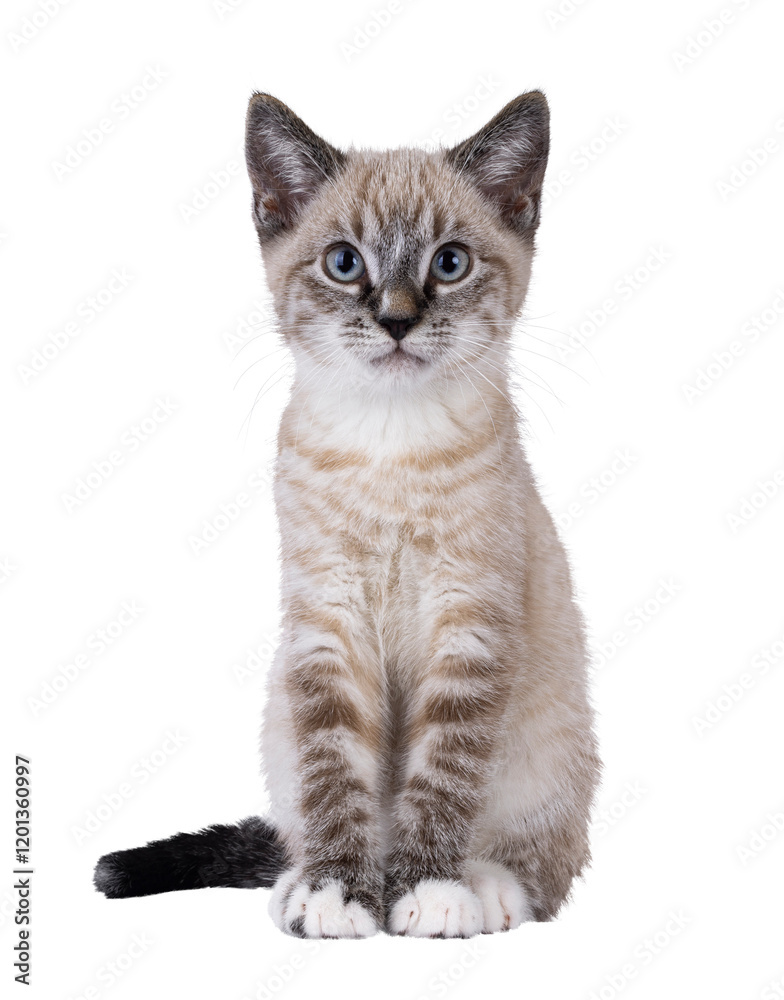 Obraz premium Cute house cat kitten, with tabby point pattern, sitting up facing front. Looking straight to camera. Isolated cutout on a transparent background.