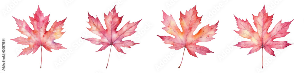 Watercolor Illustration of a Red Maple Leaf, PNG set Watercolor Illustration of a Red Maple Leaf, PNG set