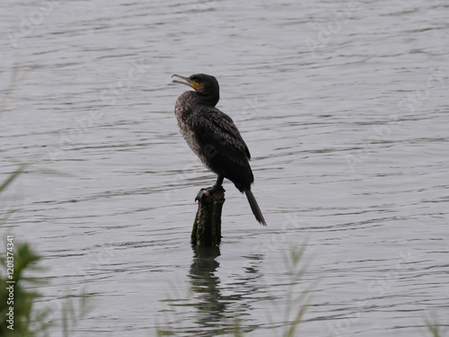 Ein Kormoran Phalacrocorax sitzt auf einem dicken Holzpfahl über einer Wasserfläche in Sotogrande Spanien photo