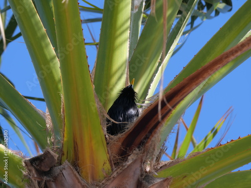 Ein schwarzer Star, Sturnus vulgaris, sitzt in einer Palme in Sotogrande Spanien photo