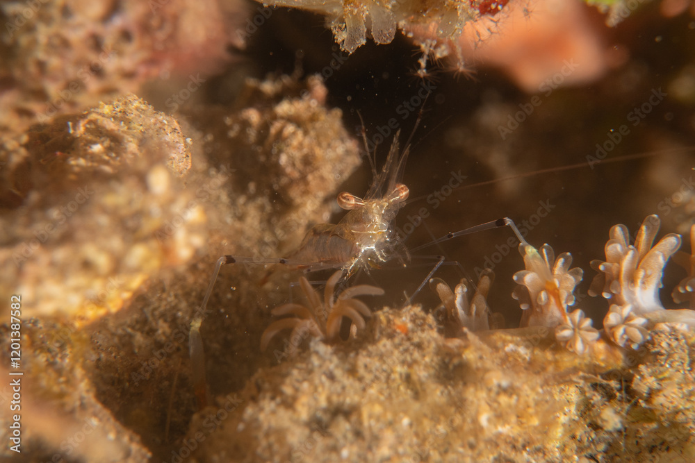 long-legged spider crab in the Sea of the Philippines long-legged spider crab in the Sea of the Philippines