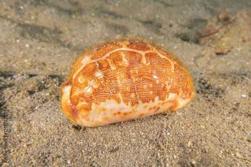 Conus Textile On the seabed in the Red Sea, Eilat Israel
 photo