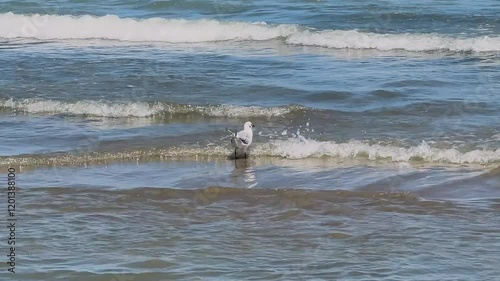 Wallpaper Mural The video captures serene seagulls on the shoreline, one standing on sand as waves lap at its feet, then swimming gracefully back Torontodigital.ca