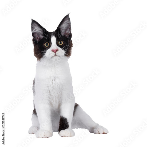 Handsome black and white Maine Coon cat kitten, sitting funny facing front. Looking above and beside camera. Isolated cutout on a transparent background. photo