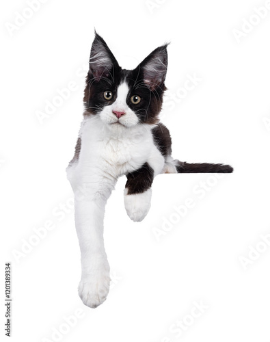 Handsome black and white Maine Coon cat kitten, laying down with paws hanging over edge for banner. Looking straight to camera. Isolated cutout on a transparent background. photo