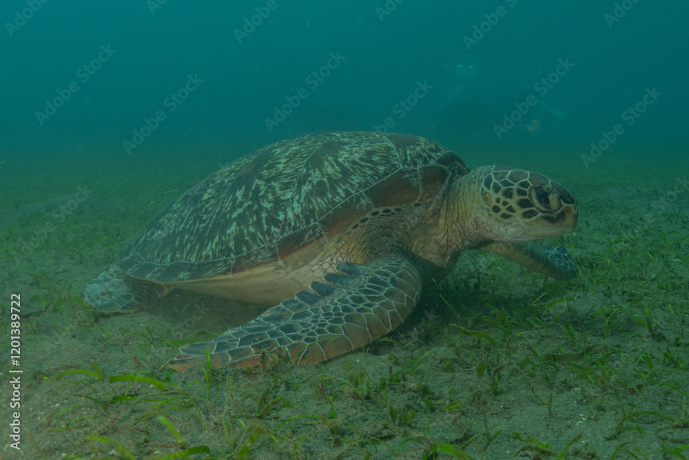 Fototapeta premium Hawksbill sea turtle in the Sea of the Philippines 