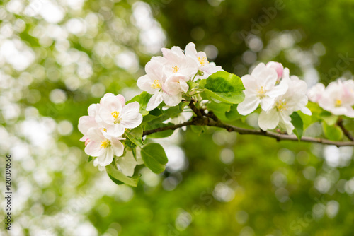 Close-up white Blooming apple tree blossoms. Fresh spring flowers. Perfect for spring themes and backgrounds, for web design and advertising photo