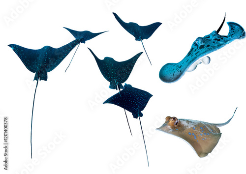 Rays Collection From Tropical Waters – Isolated PNG with Transparent Background