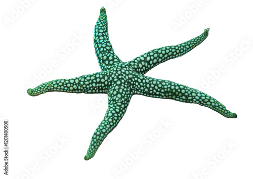 Green Star Fish, Nardoa Sp. - Isolated PNG with Transparent Background