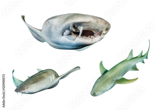 Nurse Shark Collection – Isolated PNG with Transparent Background