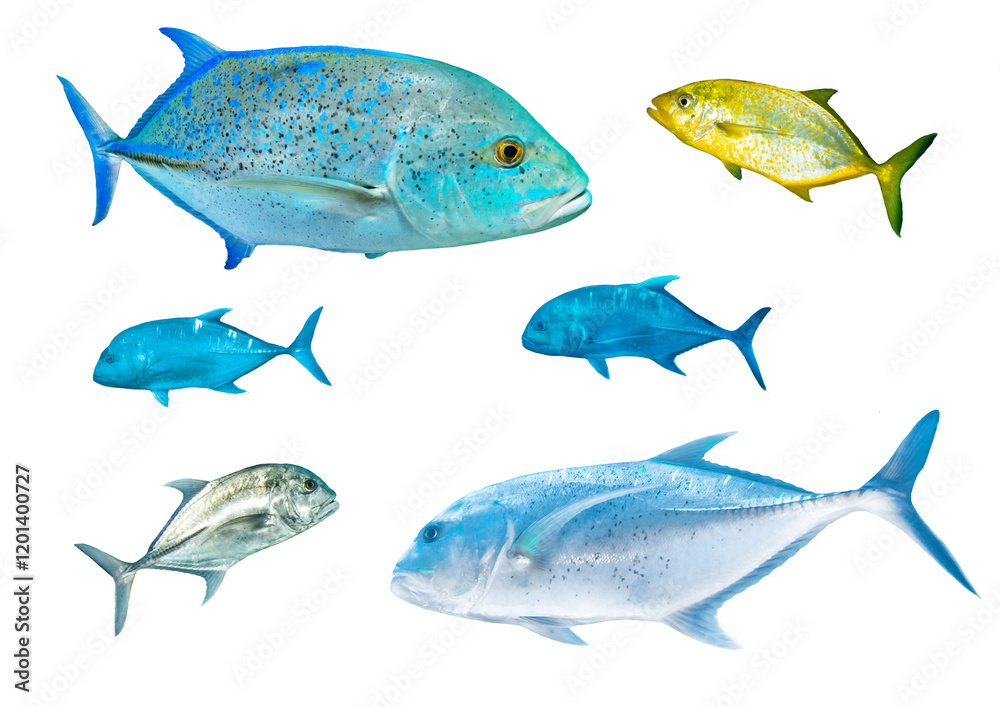 Fototapeta premium Trevally fish collection – Isolated PNG with Transparent Background