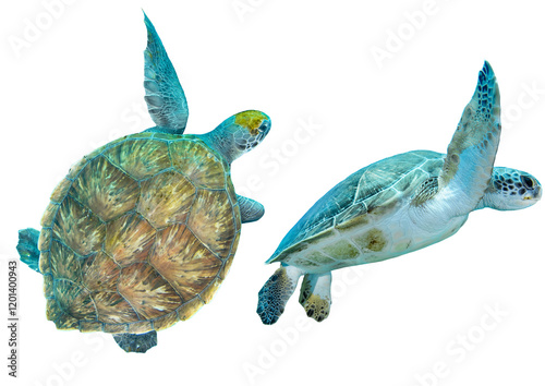 Atlantic Ocean Green Sea Turtle Collection from Canary Islands, Tenerife, Spain – Isolated PNG on Transparent Background