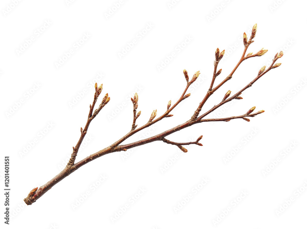 High fidelity cutout of a branch with buds nature studio lighting close-up view isolated on transparent background png High fidelity cutout of a branch with buds nature studio lighting close-up view isolated on transparent background png