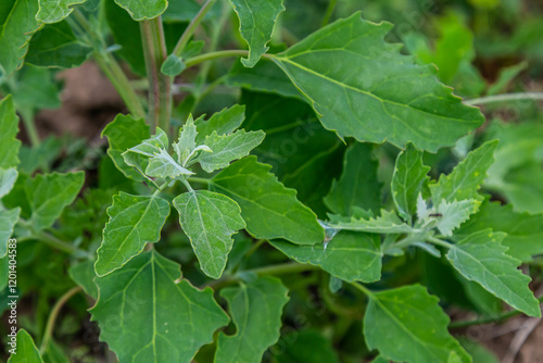 Chenopodium album, edible plant, common names include lamb's quarters, melde, goosefoot, white goosefoot, wild spinach, bathua and fat-hen