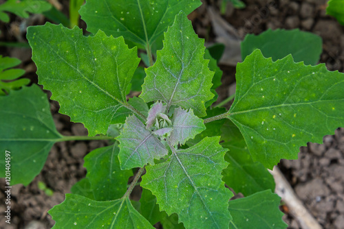 Fotografía Chenopodium album, edible plant, common names include lamb's quarters, melde, go