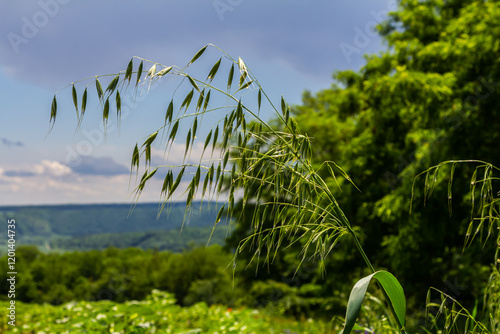 Fatua oatmeal. Stem, leaf and hanging ears of wild oats. Grasses photo