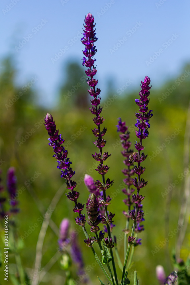 Obraz premium Salvia nemorosa, forest sage, beautiful bright color, violet blue flowers in bloom, muscadine flowering ornamental plants in the garden