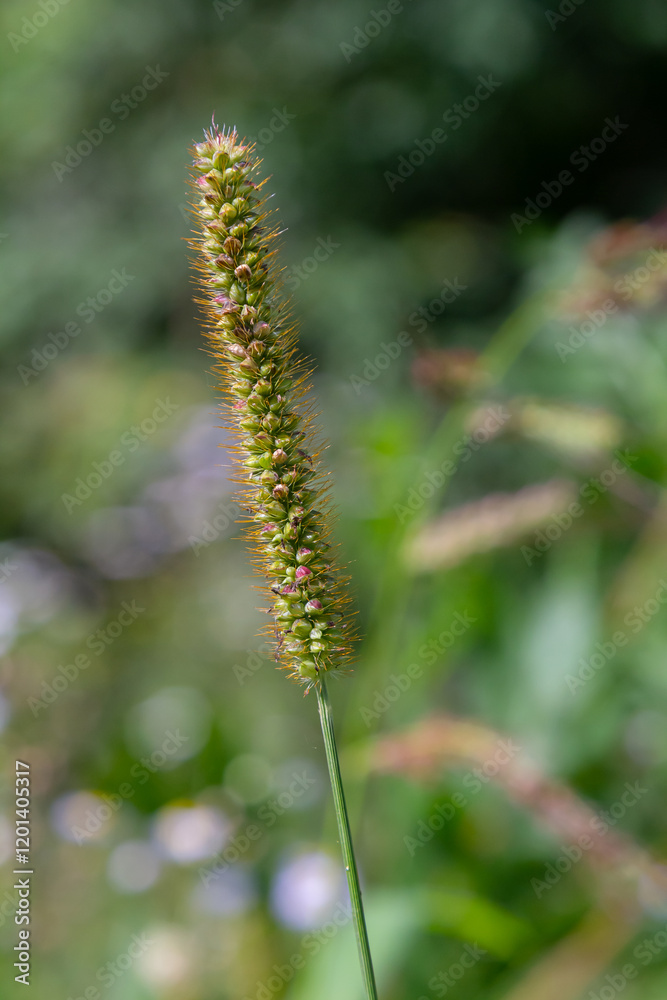 Setaria pumila in autumn in a wild field Setaria pumila in autumn in a wild field