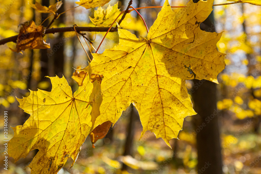 Obraz premium Autumn yellow maple leaf among green foliage. Early Autumn