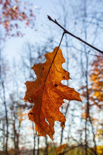 Oak leaves turning colors still on the branches of the tree being backlit by the bright sunlight of the autumn season