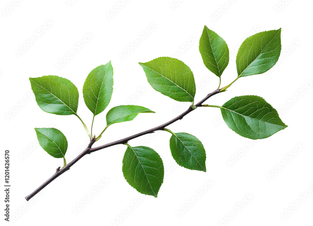 Vibrant green leaves on branch on nature minimalist style close-up view freshness concept isolated on transparent background png Vibrant green leaves on branch on nature minimalist style close-up view freshness concept isolated on transparent background png