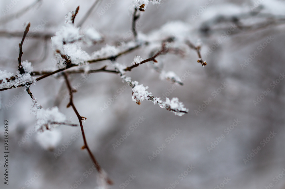 snow covered branches snow covered branches