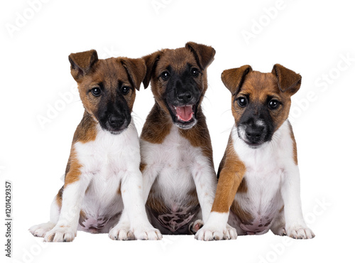 Photography Three naughty smooth fox terrier dog puppies sitting facing front, next to each other on a row