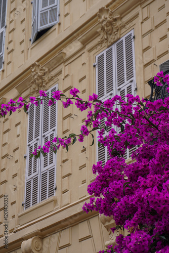 windows with flowers