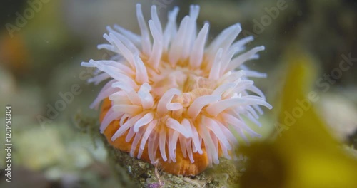 Underwater 60fps Footage of Northern Red Anemone (Urticina felina) in Percé, Québec photo