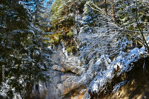 Snow covered winter forest with coniferous and broadleaf trees
