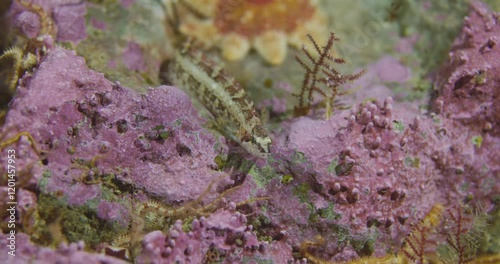 Underwater 60fps Footage of Arctic Shanny (Stichaeus punctatus) in Percé, Québec photo