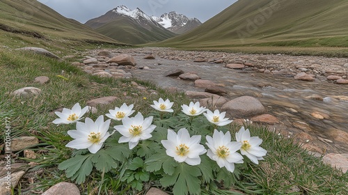 White wildflowers bloom near a mountain river.