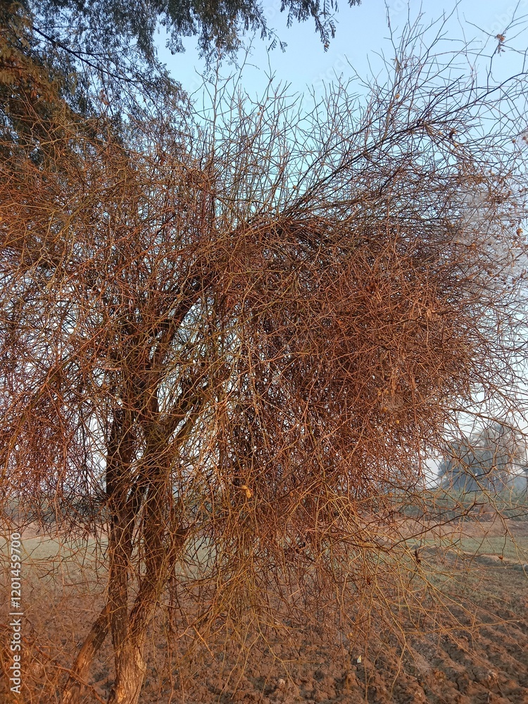 Fototapeta premium capparis decidua plant or karira plant pattern background 