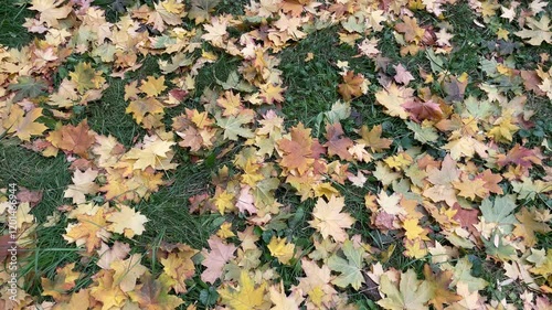 Background of wet fallen yellow, green and brown maple leaves