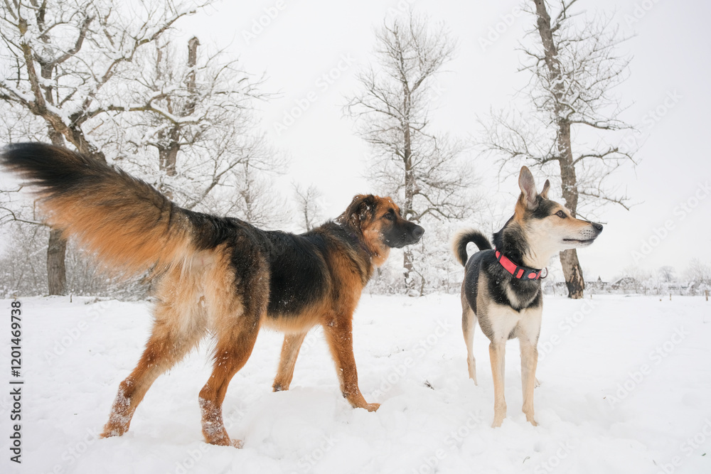 cute dogs playing in snowy forest cute dogs playing in snowy forest