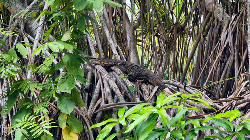 Monitor Lizard Resting Among Dense Mangrove Roots in Tropical Forest photo