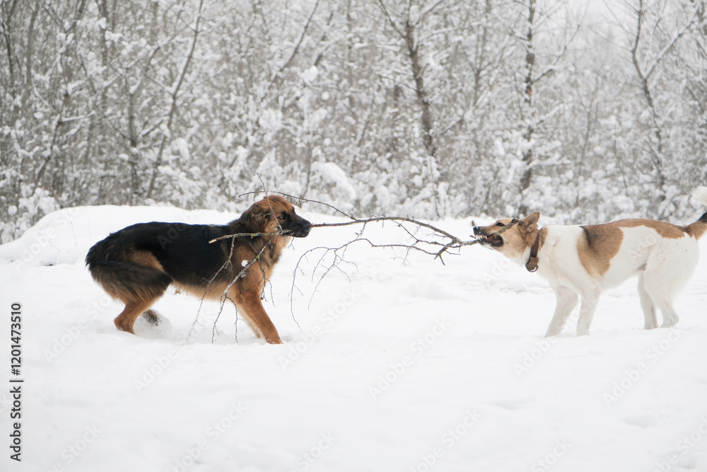 cute dogs playing in snowy forest cute dogs playing in snowy forest