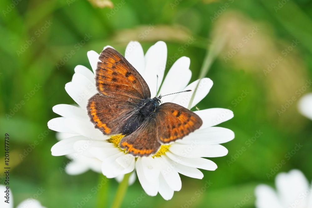 A female Butterfly purple-edged copper sits on white daisy flower. Closeup portrait of a Butterfly purple-edged copper . Lycaena hippothoe.
A female Butterfly purple-edged copper sits on white daisy flower. Closeup portrait of a Butterfly purple-edged copper . Lycaena hippothoe.