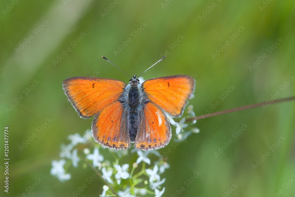A male Butterfly purple-edged copper  sits on white  flower. Closeup portrait of a Butterfly purple-edged copper . Lycaena hippothoe. 
