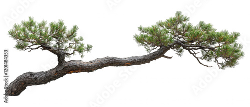 [Composite evergreen tree images with selective focus on trunks and foliage] Cypress Tree vs Pine Tree Comparative Side by Side Digital Composite Illustration photo