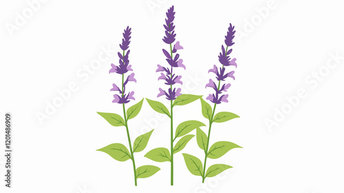 Wallpaper Mural Detailed Salvia Flower Isolated Flat Vector Illustration Torontodigital.ca