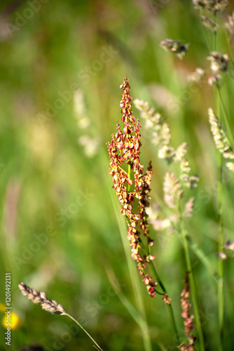 Wild flowers Sorrel, Sheeps Irish wild flora , Ireland photo