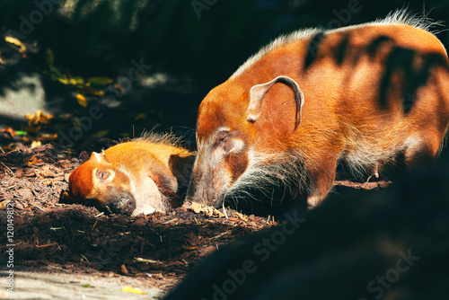 Two red river hogs with their vibrant orange fur and distinctive facial markings, explore forest floor. Their playful demeanor and unique appearance highlight diversity of wildlife in natural habitats