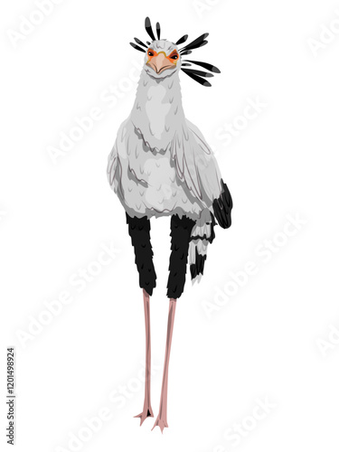 The secretary bird Sagittarius serpentarius. Wild birds of Africa. realistic vector animal