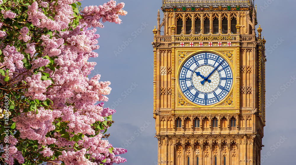 Big Ben tower and blooming lilac tree in spring, London, UK